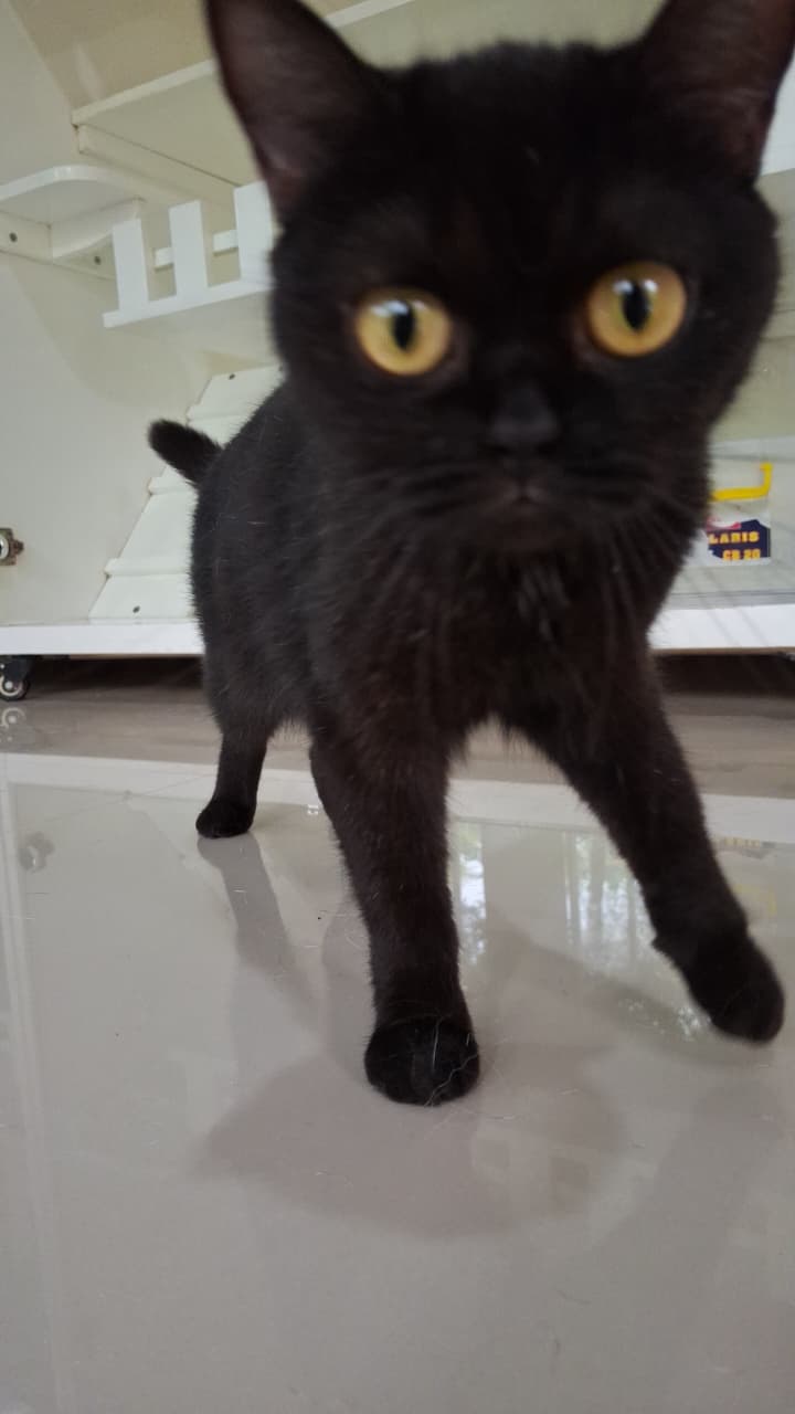 Blacky