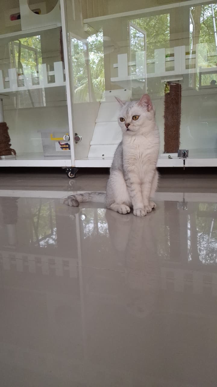 Malika